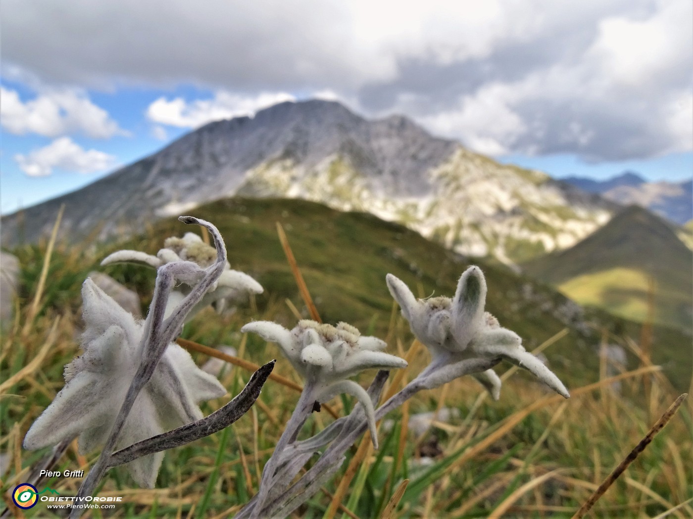 46 Leontopodium alpinum (Stelle alpine) su Cima Foppazzi versante nord con vista in Pizzo Arera.JPG